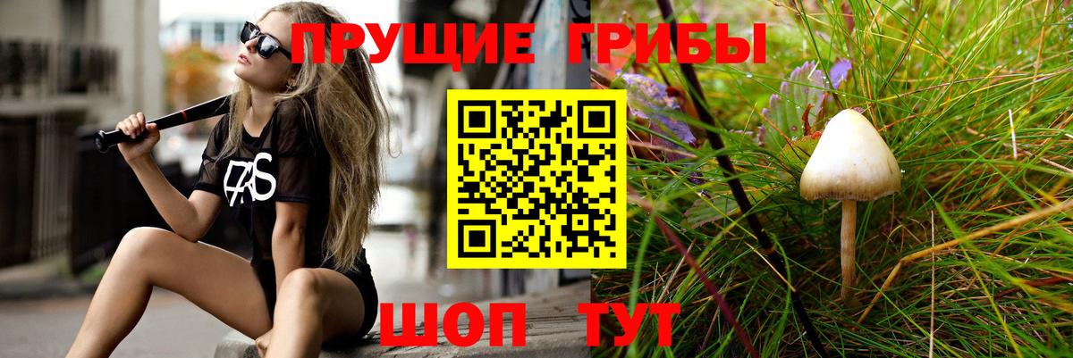 Псилоцибиновые грибы Cubensis Ачинск